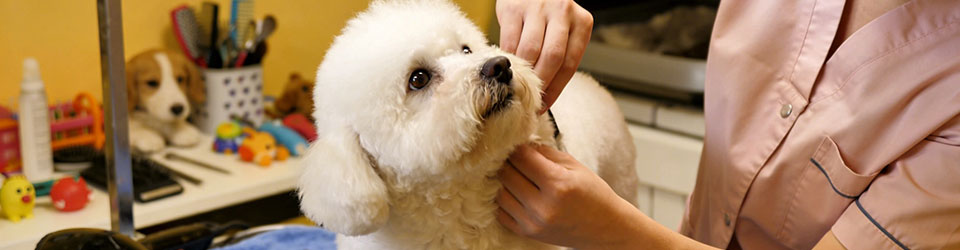 寵物美容照顧服務